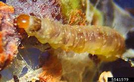  European grapevine moth larva; Todd Gilligan, Screening Aids, USDA APHIS PPQ, Bugwood.org 
