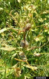  Eastern heath snail on leafy spurge; photo by Ian Foley, Montana Department of Agriculture, Bugwood.org 
