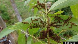  Black butterfly larvae on pecan; photo by Jonas Janner Hamann, Universidade Federal de Santa Maria (UFSM), Bugwood.org 
