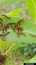  Black butterfly larvae on pecan; photo by Jonas Janner Hamann, Universidade Federal de Santa Maria (UFSM), Bugwood.org 
