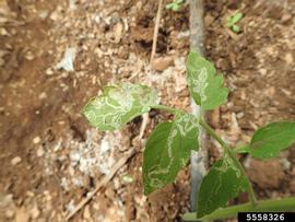  Tomato leafminer damage on tomato leaves; photo by Pete Nelson, North Carolina State University, Bugwood.org 
