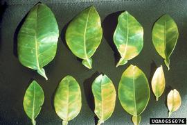  Citrus greening disease on grapefruit leaves; photo by J.M. Bové, INRA Centre de Recherches de Bordeaux, Bugwood.org 
