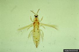  Melon thrips slide-mounted adult; photo by J. Guyot, INRA, Pointe-à-Pitre, Bugwood.org 
