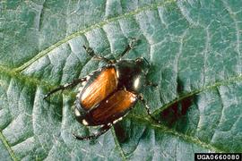  Japanese beetle adult; photo by USDA Agricultural Research Service 
