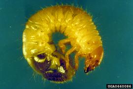  Japanese beetle larva; photo by USDA Agricultural Research Service 
