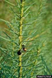  Japanese beetle on a Christmas tree; photo bynbsp;Eric R. Day, Virginia Polytechnic Institute and State University, Bugwood.org 

