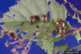  Japanese beetle adults and damage; photo bynbsp;Ronald S. Kelley, Vermont Department of Forests, Parks and Recreation, Bugwood.org 
