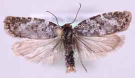  Yellow tortrix adult, dorsal view; Marko Mutanen, University of Oulu, Public domain, via Wikimedia Commons 
