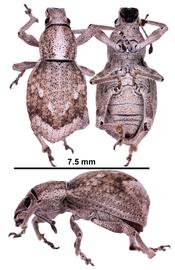  Weevil ( Anomadus obliquus ) adult, lateral, dorsal, ventral views; photo by Patrick R. Marquez, USDA APHIS PPQ  
