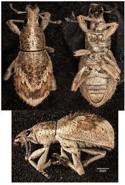  Weevil ( Anomadus obliquus ) adult, dorsal, ventral, and lateral views; photo by Patrick R. Marquez, USDA APHIS PPQ  
