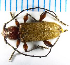  Brown fir longhorned beetle, dorsal view; photo by A. Savage, USDA APHIS PPQ 
