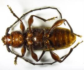  Brown fir longhorned beetle, ventral view; photo by A. Savage, USDA APHIS PPQ 
