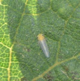  Maize orange leafhopper adult; photo by L. Santos, gbif.org 
