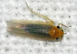  Maize orange leafhopper adult; photo by H. Alberts, gbif.org 
