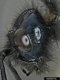  Sirex woodwasp female head, lateral view; photo by S. Valley, Oregon Dept. of Agriculture, Bugwood.org 
