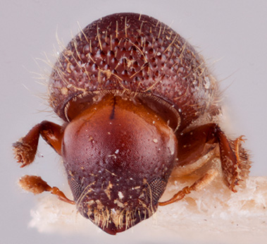 Ambrosiophilus consimilis | Southeast Asian Ambrosia Beetle ID