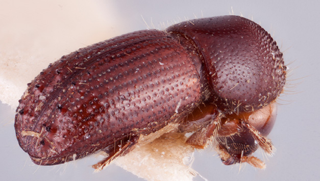 Ambrosiophilus consimilis | Southeast Asian Ambrosia Beetle ID