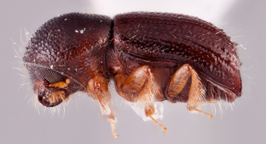 Ambrosiophilus osumiensis | Southeast Asian Ambrosia Beetle ID