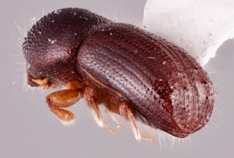 Ambrosiophilus osumiensis | Southeast Asian Ambrosia Beetle ID