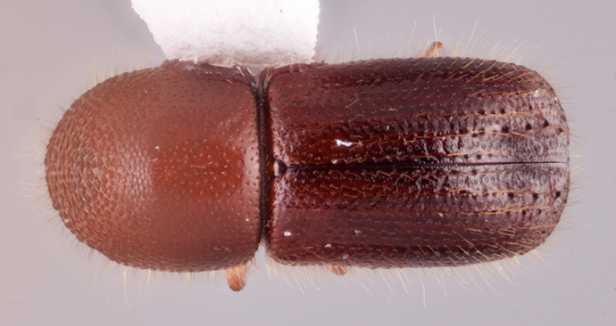 Ambrosiophilus osumiensis | Southeast Asian Ambrosia Beetle ID