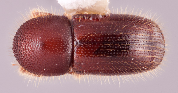 Ambrosiophilus caliginestris | Southeast Asian Ambrosia Beetle ID