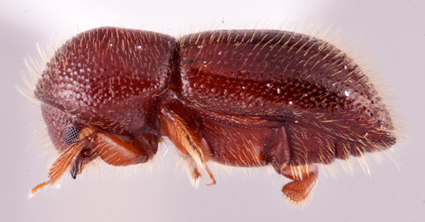 Ambrosiophilus caliginestris | Southeast Asian Ambrosia Beetle ID