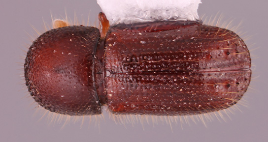 Ambrosiophilus osumiensis | Southeast Asian Ambrosia Beetle ID