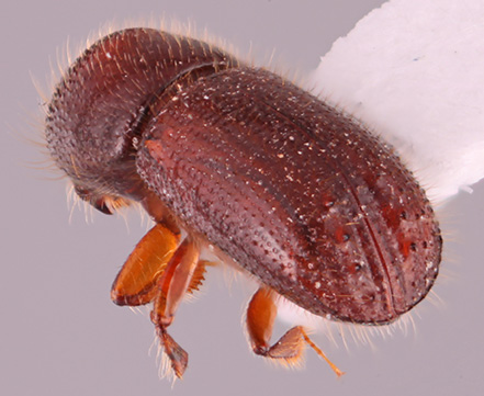 Ambrosiophilus osumiensis | Southeast Asian Ambrosia Beetle ID