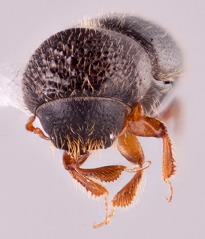 anisandrus-maiche-southeast-asian-ambrosia-beetle-id