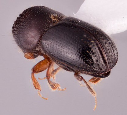 Anisandrus maiche | Southeast Asian Ambrosia Beetle ID