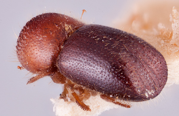 Anisandrus mussooriensis | Southeast Asian Ambrosia Beetle ID