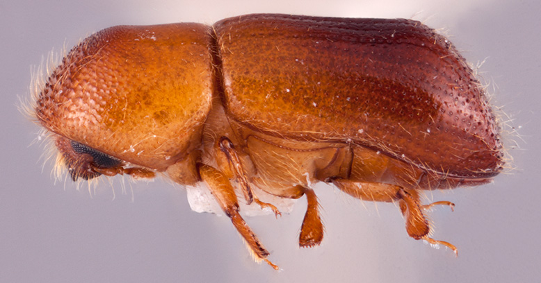 Anisandrus achaete | Southeast Asian Ambrosia Beetle ID