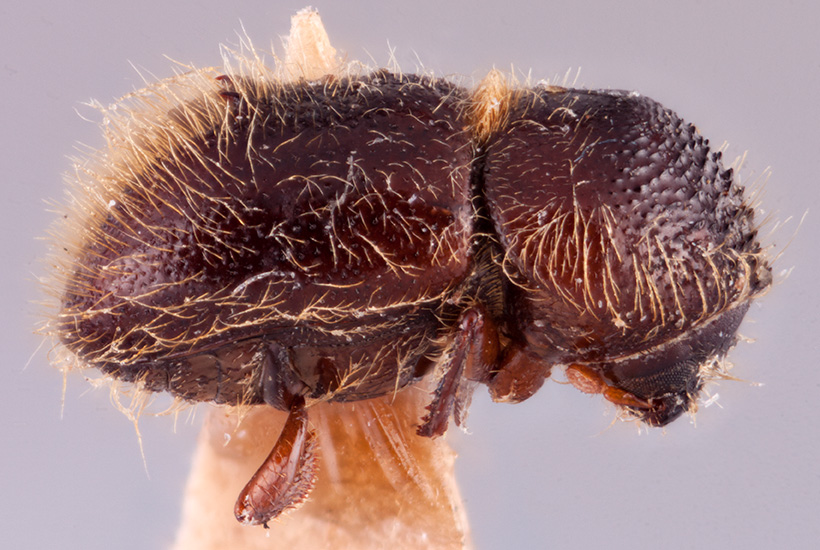 Anisandrus hera | Southeast Asian Ambrosia Beetle ID