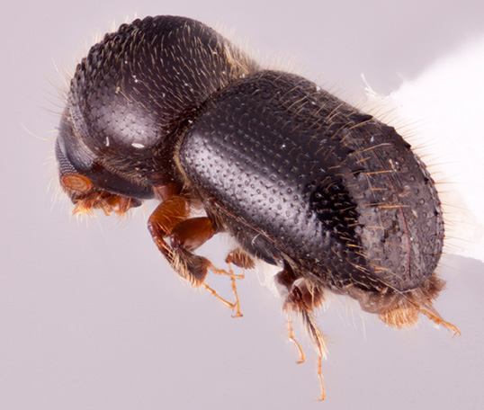 Anisandrus congruens | Southeast Asian Ambrosia Beetle ID