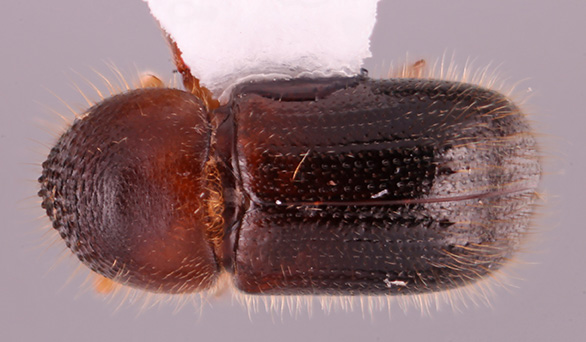 Anisandrus auratipilus | Southeast Asian Ambrosia Beetle ID