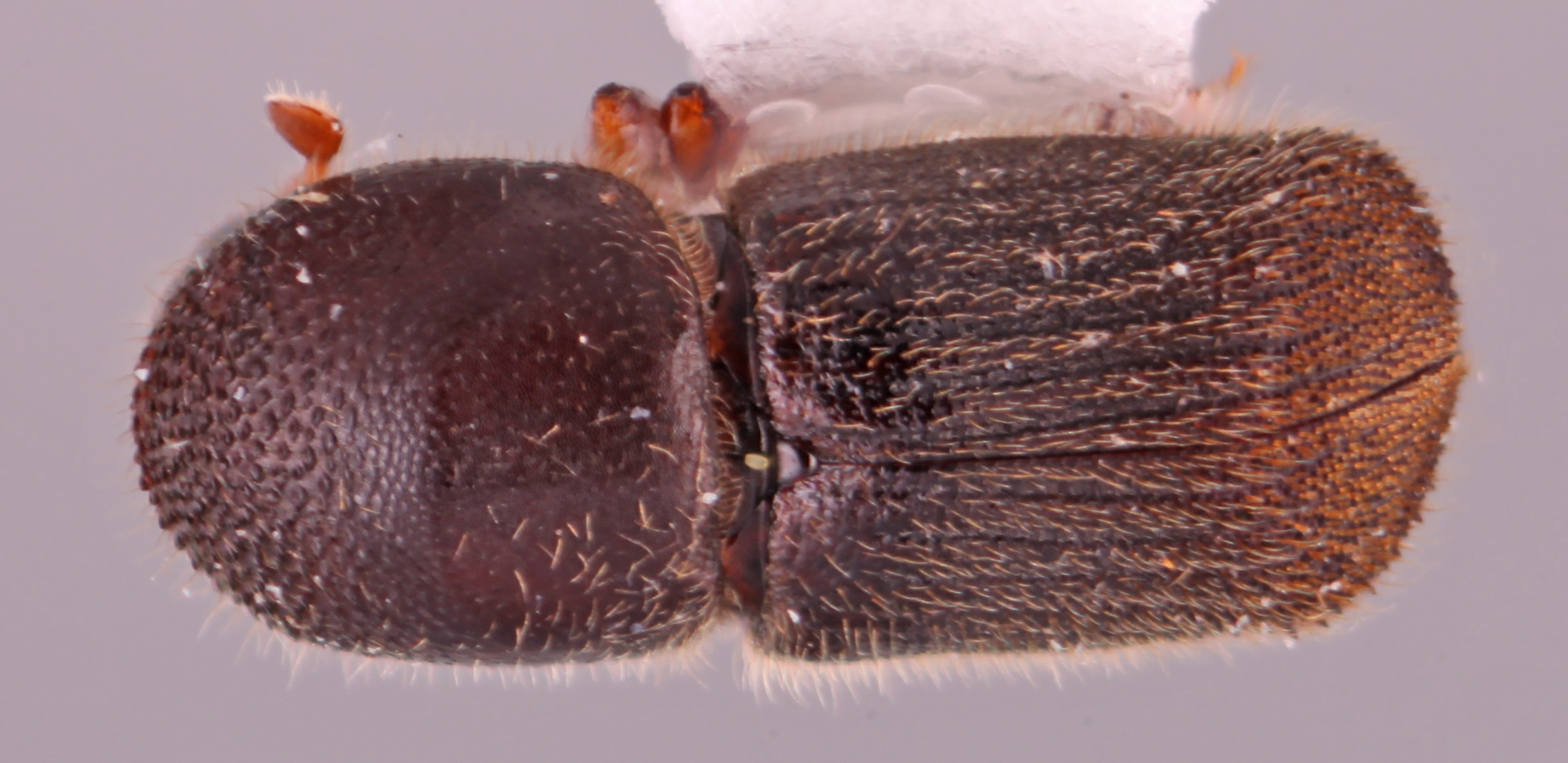 Arixyleborus setosus | Southeast Asian Ambrosia Beetle ID