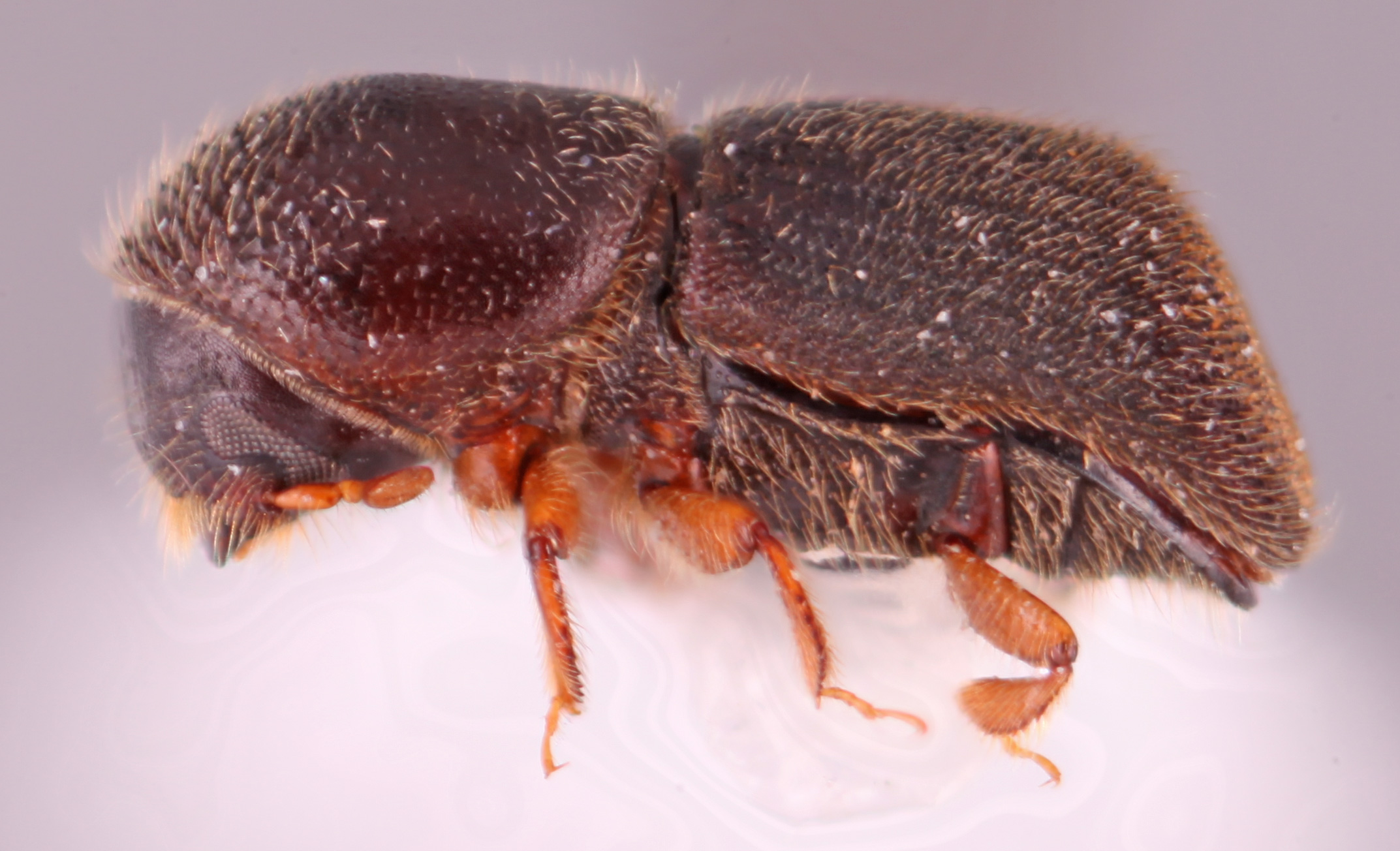 Arixyleborus setosus | Southeast Asian Ambrosia Beetle ID