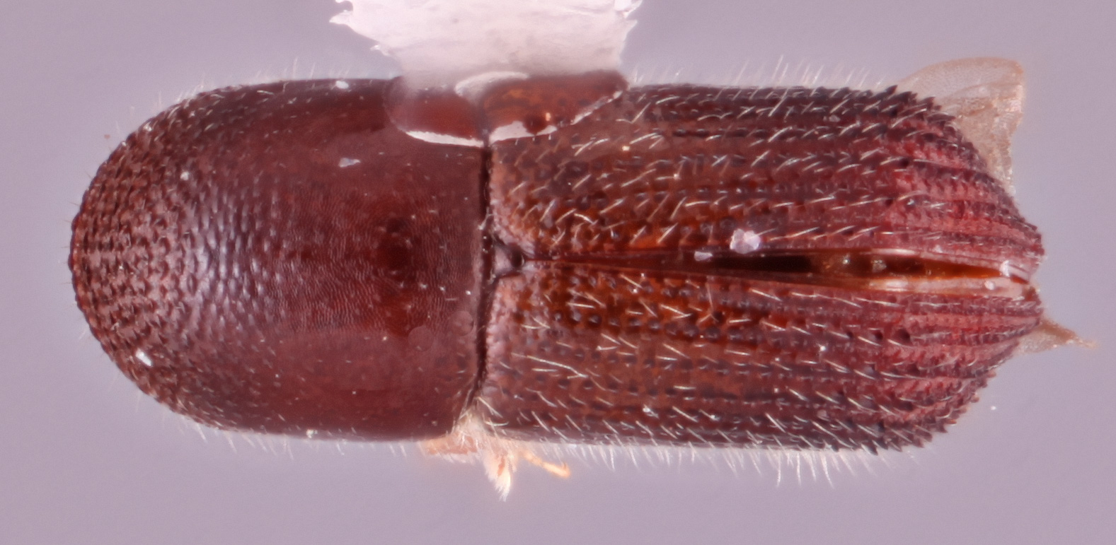 Arixyleborus silvanus | Southeast Asian Ambrosia Beetle ID