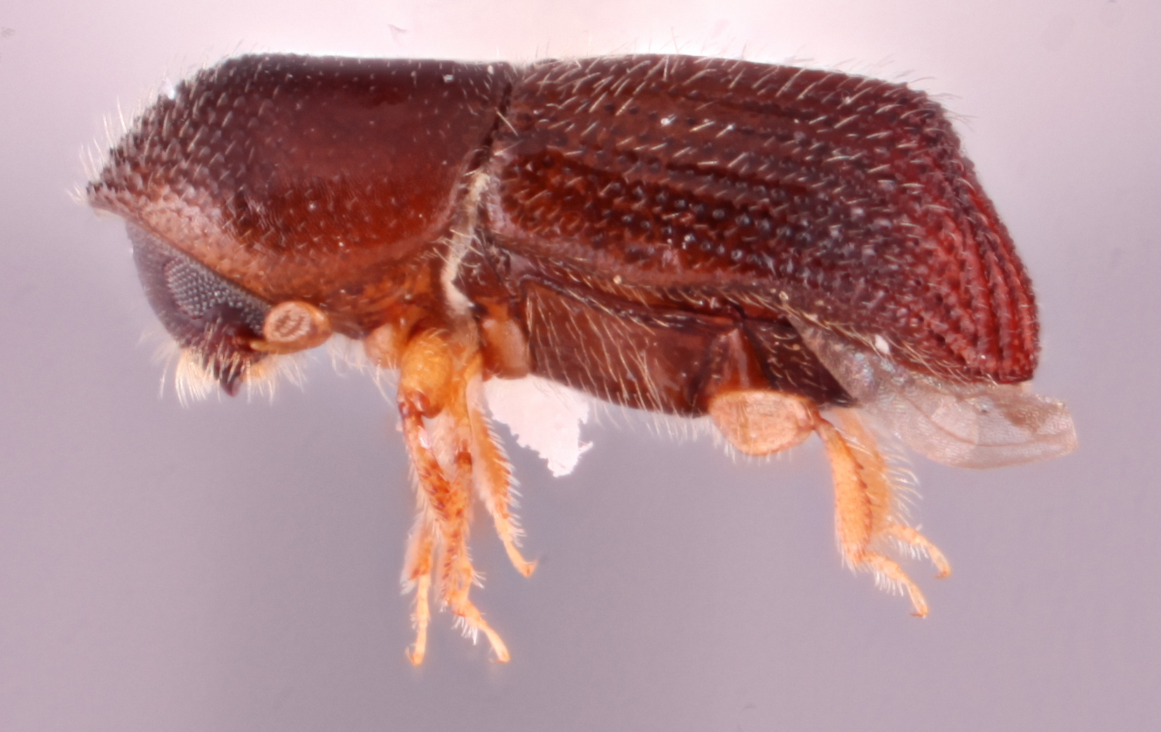 Arixyleborus silvanus | Southeast Asian Ambrosia Beetle ID