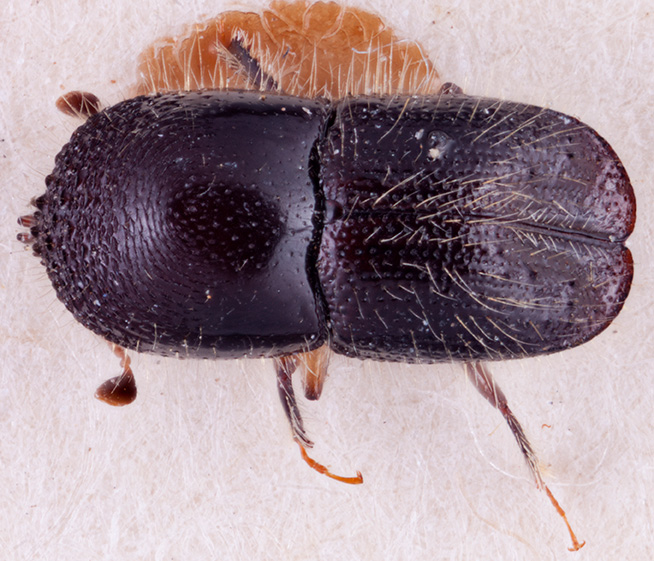   Cnestus bicornoides nbsp;dorsal; R.K. Osborn 
