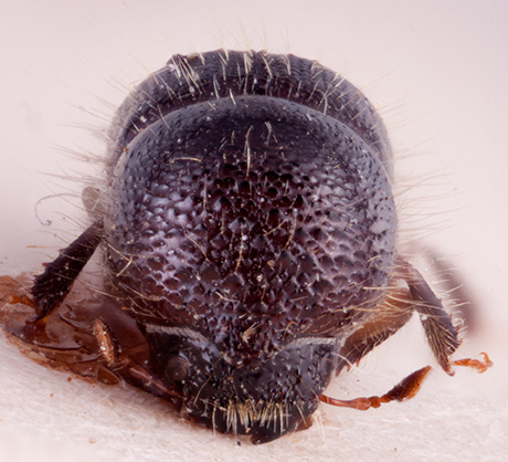   Cnestus bicornoides nbsp;frontal; R.K. Osborn 

