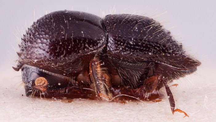   Cnestus bicornoides nbsp;lateral; R.K. Osborn 
