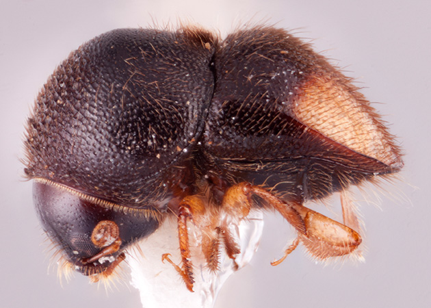 Cnestus improcerus | Southeast Asian Ambrosia Beetle ID