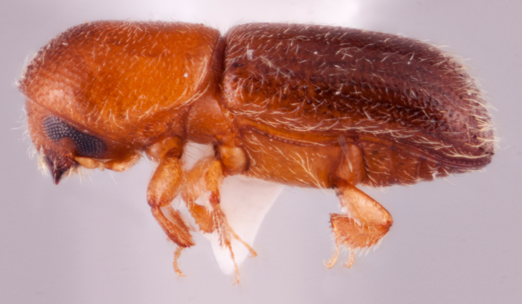 Cyclorhipidion bodoanum | Southeast Asian Ambrosia Beetle ID