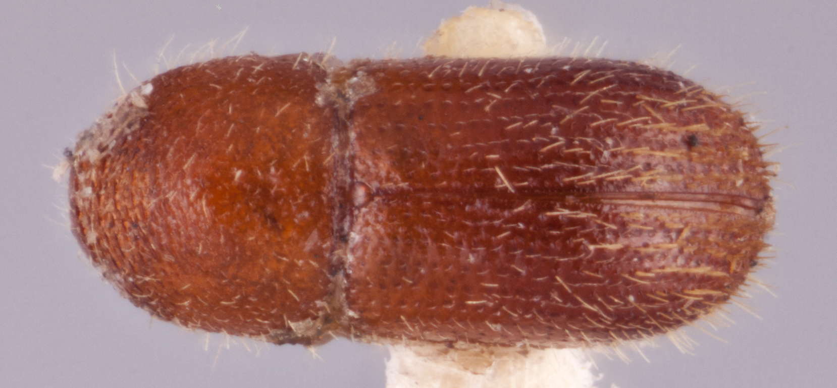   Cyclorhipidion fouqueti nbsp;lectotype dorsal; R.K. Osborn 
