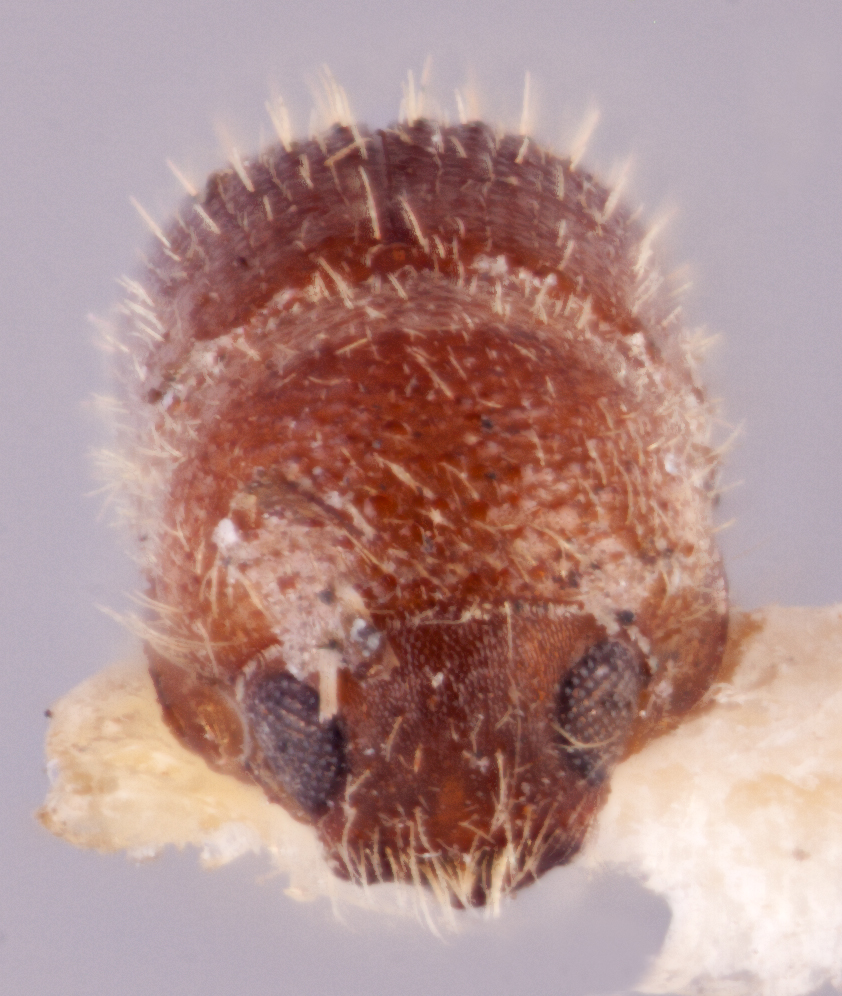   Cyclorhipidion fouqueti nbsp;lectotypenbsp;frontal; R.K. Osborn 
