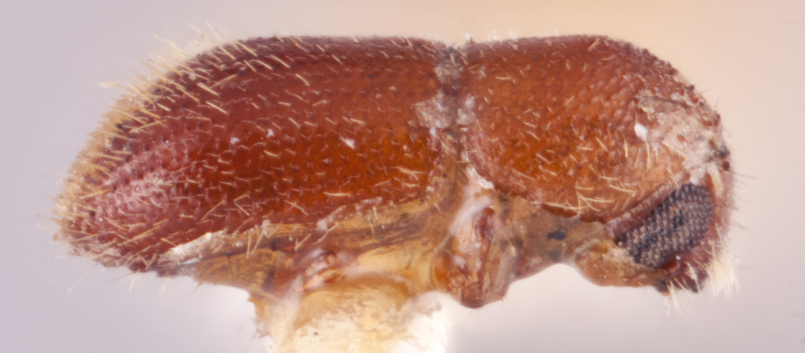   Cyclorhipidion fouqueti nbsp;lectotype lateral; R.K. Osborn 
