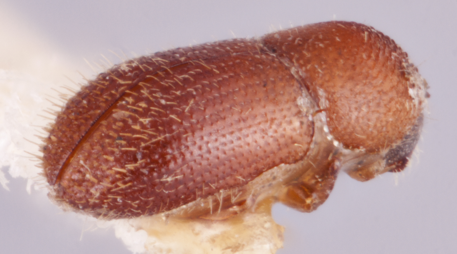   Cyclorhipidion fouqueti nbsp;lectotype declivity; R.K. Osborn 

