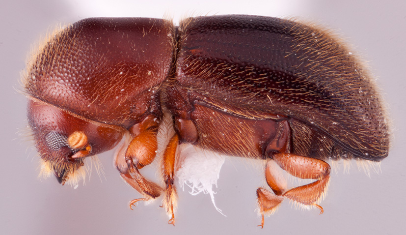 Cyclorhipidion petrosum | Southeast Asian Ambrosia Beetle ID