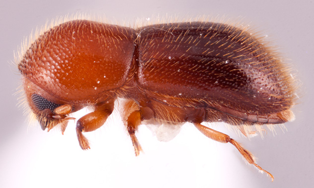 Tricosa cattienensis | Southeast Asian Ambrosia Beetle ID